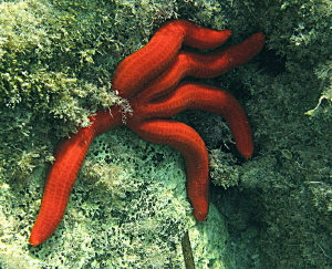 Starfish from Paxos. by Chris Krambeck 